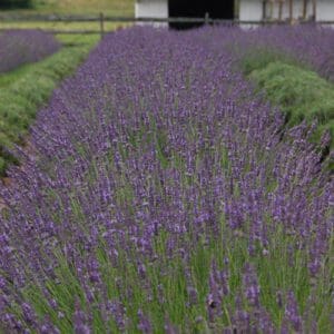 A vibrant field of blooming lavender plants in neat rows.