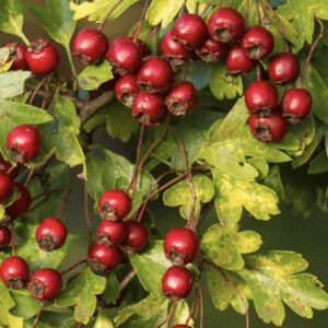 Clusters of red berries on green leafy branches.