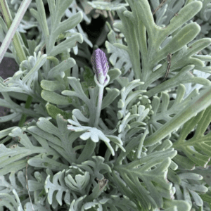 A single lavender bud amid silvery-green foliage.