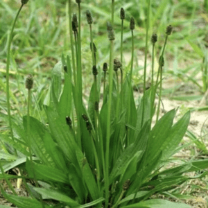 A green plant with tall, slender stalks and seed heads in a grassy area.