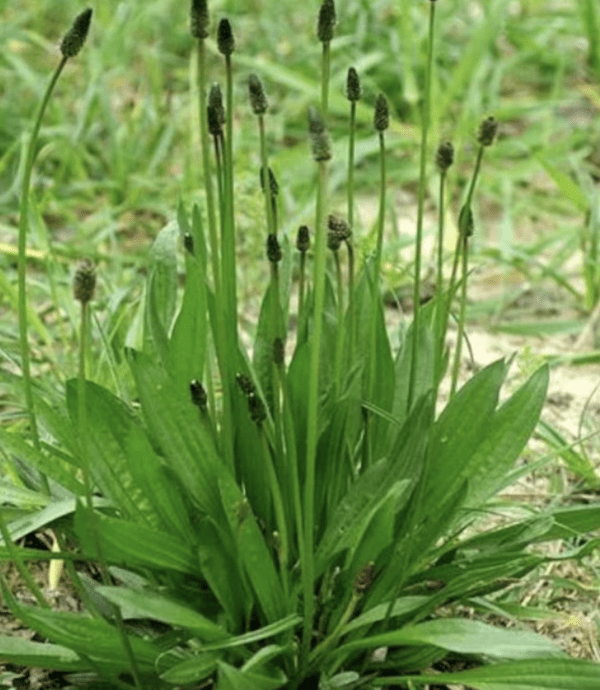 Plantain - Narrow Leaf (4