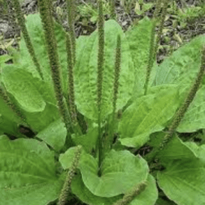 Green plantain leaves with tall flower spikes in a natural setting.