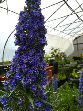 Organic Plant