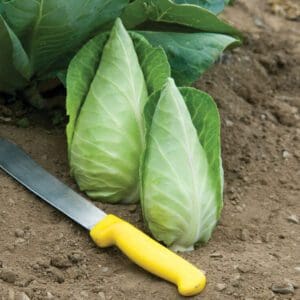 Two freshly harvested endive heads with a yellow-handled knife on soil.