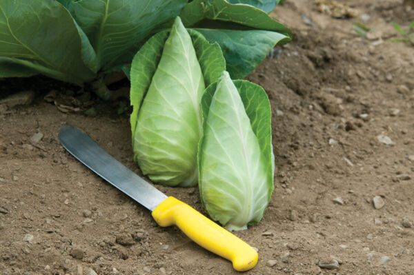 Cabbage - Pointy Green Cabbage Plant (3.25" pot)