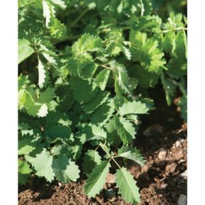 Close-up of green coriander plants growing in soil.