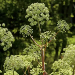 Close-up of green flowering plant with round clusters against a blurred forest background.