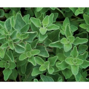 Close-up of fresh green oregano leaves.