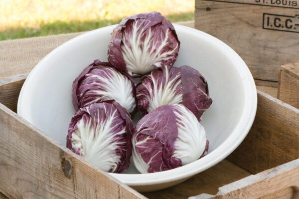 Radicchio - Indigo (3.25" pot)