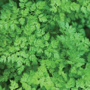 Fresh green parsley leaves densely packed together.