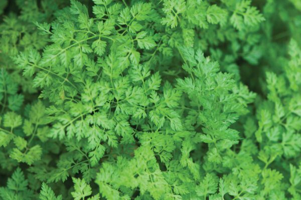 Chervil Plant (3.25" pot)