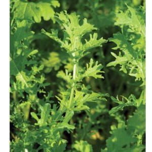 Close-up of fresh green chrysanthemum leaves in natural light.