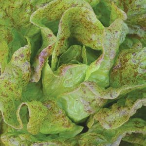 Close-up of green lettuce leaves with some brown spots.