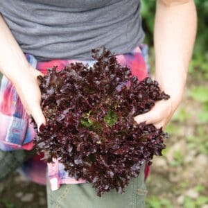 Person holding a fresh bunch of red leaf lettuce.