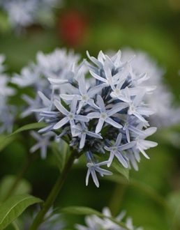 Amsonia – Eastern Blue Star