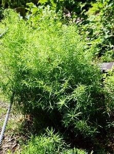 Lush green cannabis plants thriving outdoors under natural sunlight.