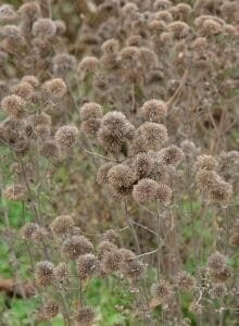 Close-up of dried thistle plants with spiky seed heads.