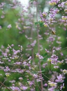 Delicate pink blossoms on slender branches in a green garden.