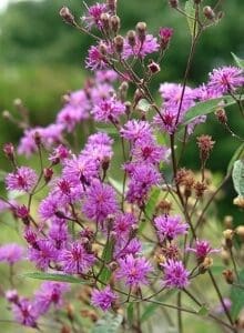 Delicate pink wildflowers blooming in a lush green field.