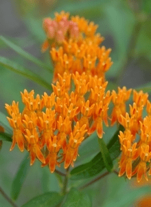 Close-up of vibrant orange flowers in bloom.