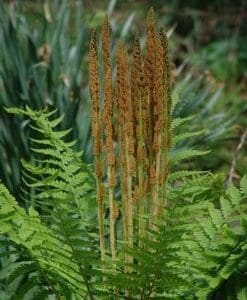 Close-up of fern fronds with brown spore clusters on the underside.