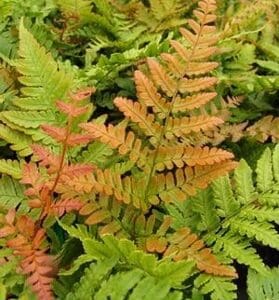 Colorful fern leaves transitioning from green to orange.