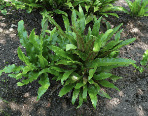 Green ferns growing in soil under natural light.