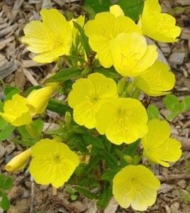 Bright yellow evening primrose flowers blooming outdoors.