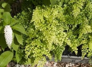Close-up of green hydrangea flowers blooming.
