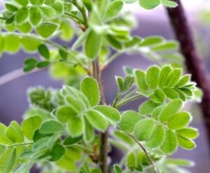 Close-up of green leaves with fuzzy edges on a branch.