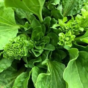 Fresh green lettuce leaves growing in a garden.