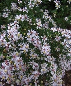 A cluster of small, light purple flowers with yellow centers.