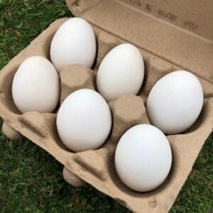 Six white eggs in a cardboard carton on grass.