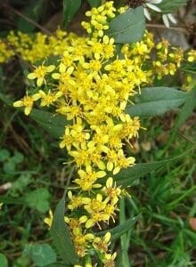 Bright yellow flowers blooming on green stems outdoors.