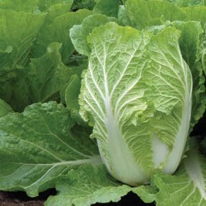 Fresh Chinese cabbage growing in a garden bed.