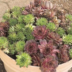 A round planter filled with green and purple succulent plants.