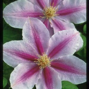 Close-up of pink and white striped flowers with yellow centers.