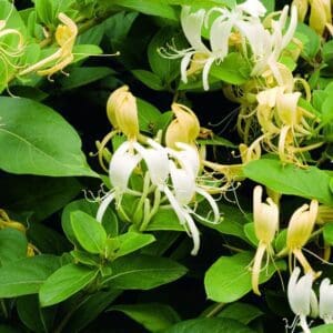 White and pale yellow flowers with long slender petals among green leaves.