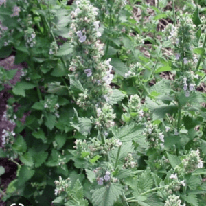 Green leafy plants with purple flowers in a garden setting.