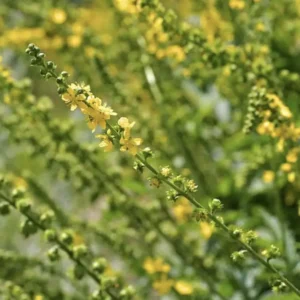 Yellow flowering plants with green stems in a field.