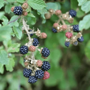 Close-up of ripe and unripe blackberries on a leafy branch.