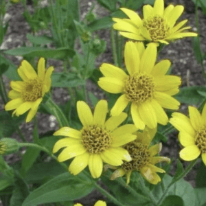 Close-up of vibrant yellow wildflowers with green foliage.