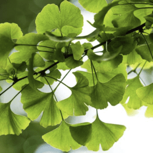 Close-up of vibrant green ginkgo leaves illuminated by sunlight.