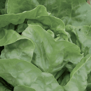 Fresh green lettuce leaves with a crisp texture.