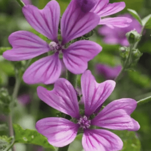 Close-up of two vibrant purple flowers with delicate petals.