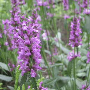 Close-up of vibrant purple flowers in a garden setting.