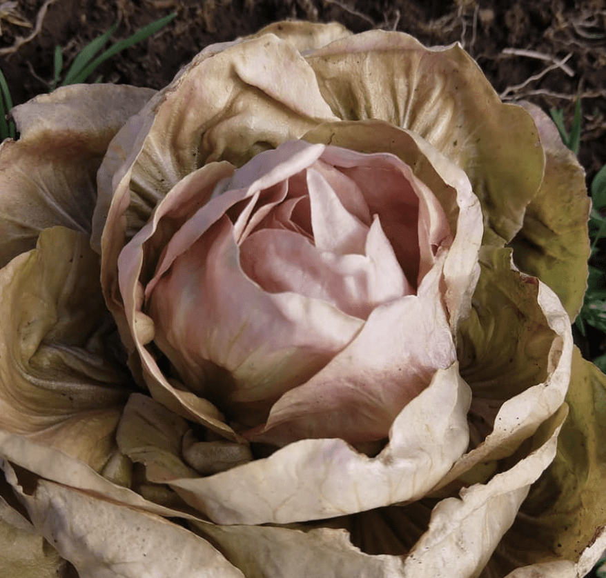 Raddichio Rosa Radicchio - Rosa del Veneto (3.25