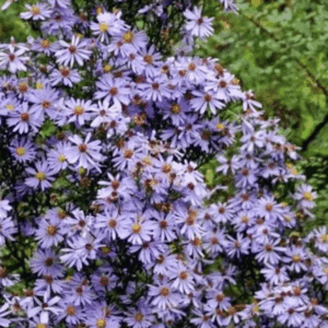 Purple aster flowers with yellow centers