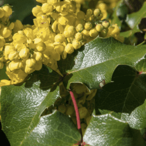 Yellow Oregon grape flowers with glossy leaves