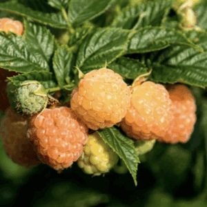 golden raspberries on leafy green branch